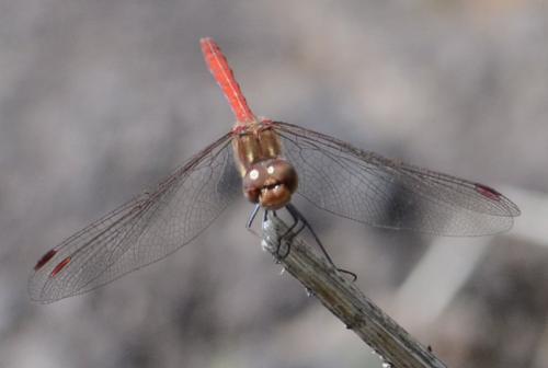 Sympetrum nigrifemur